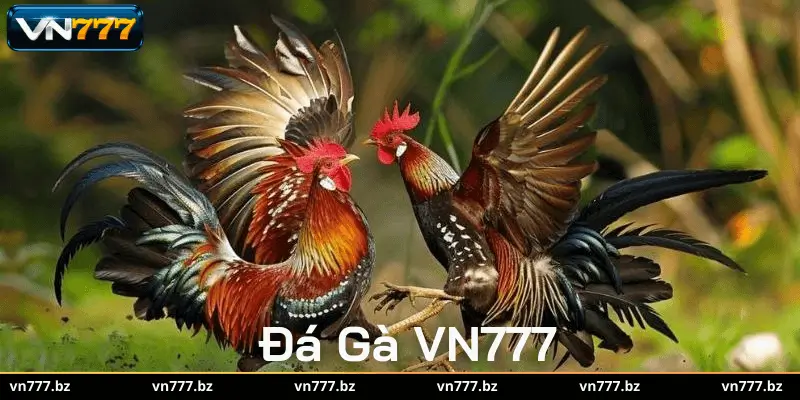 Chơi Đá Gà VN777